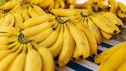 Manfaat Pisang Untuk Kesehatan, Buah Murah Rasa Manis Kaya Nutrisi