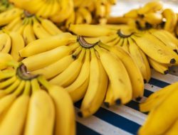 Manfaat Pisang Untuk Kesehatan, Buah Murah Rasa Manis Kaya Nutrisi